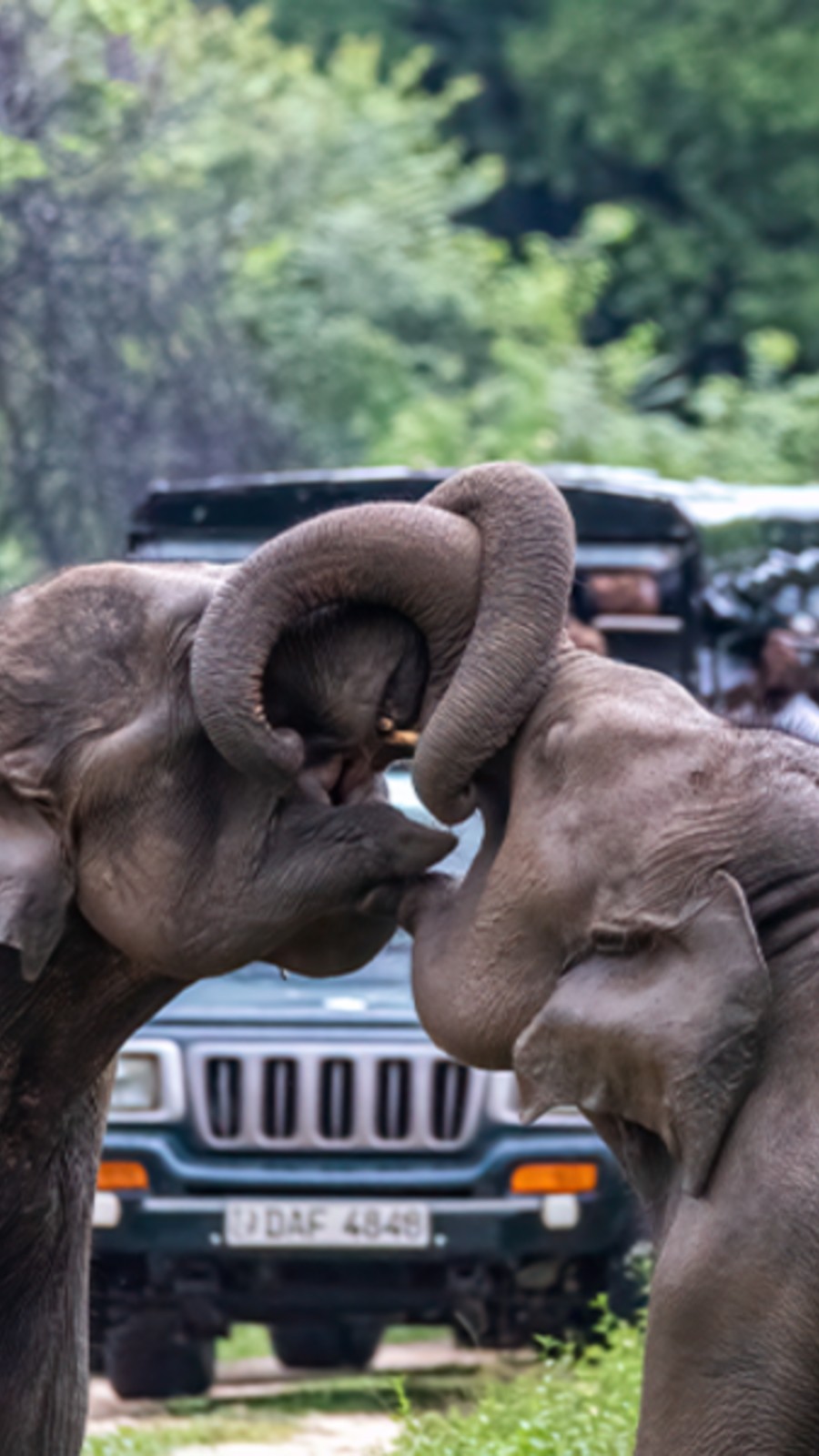 Elephant gathering at Minneriya